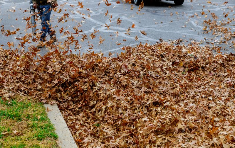 Leaf Removal in Progress