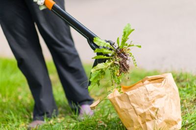 Garden Deweeding in Ventura County, CA