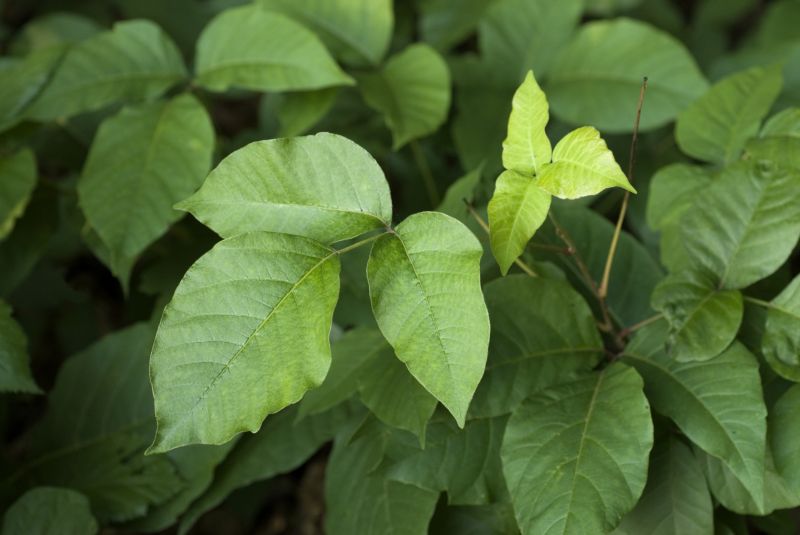 Poison Oak Removal in Doylestown, PA