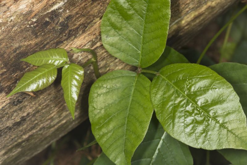 Poison Oak Removal in Lancaster County, PA