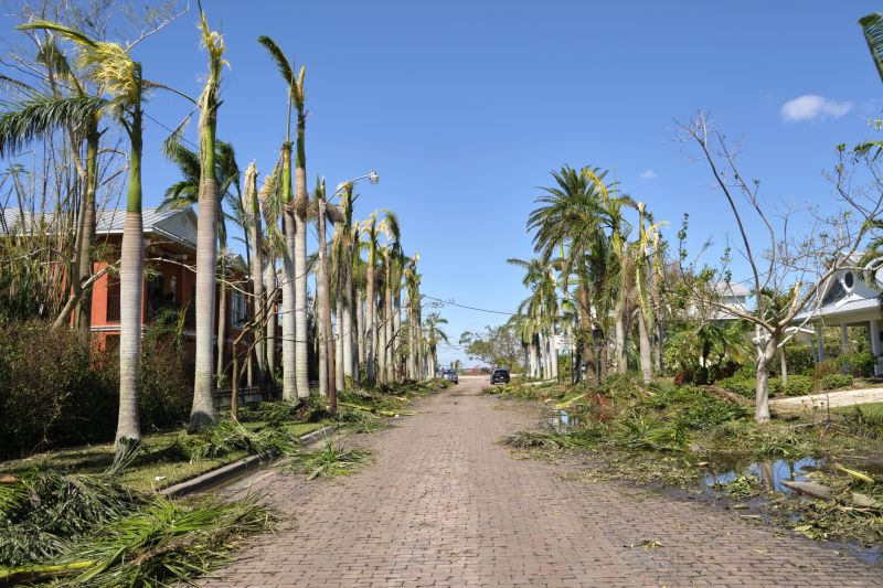 Tree Limb Cleanup in Honolulu, HI