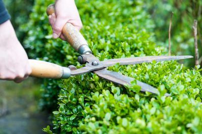 Shrub and Tree Trimming